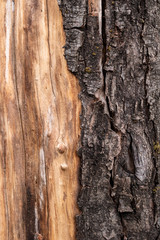 Ripped bark old tree with Contrast young old
