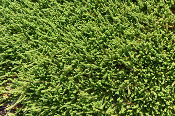 Pflanzenwand, Ziergehölz