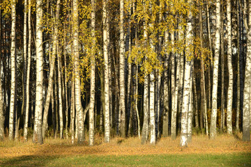 Birches in autumn park