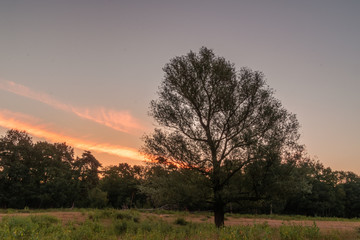 Fototapeta na wymiar Stunning sunrise with big tree in foreground