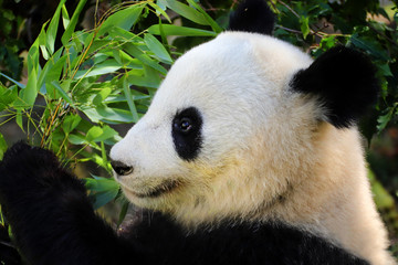 Obraz premium Giant Panda close-up with bamboo