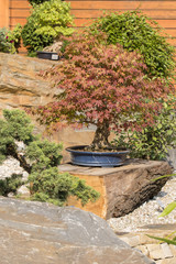Bonsai exhibition outside on a sunny day.