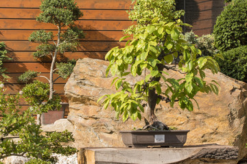 Bonsai exhibition outside on a sunny day.