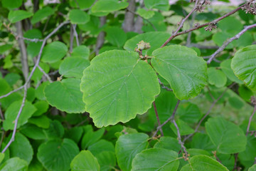 Hamamelis virginiana