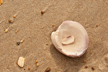 Fototapeta na wymiar Seashell 4