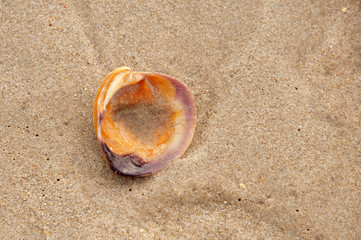Fototapeta na wymiar Seashell 1 