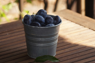 Frische Pflaumen im Zinkeimer