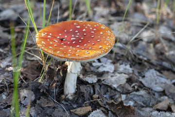 Red fly agaric, close-up. Amanita muscaria.