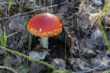 Young red fly agaric, close-up. Amanita muscaria.