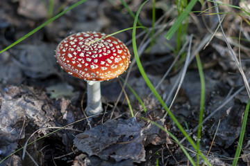 Red fly agaric, close-up. Amanita muscaria.