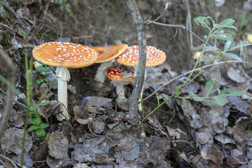 Red fly agarics, close-up. Amanita muscaria.