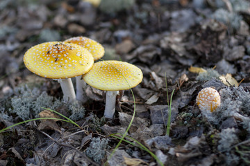 Red fly agaric, yellow, close-up. Amanita muscaria.