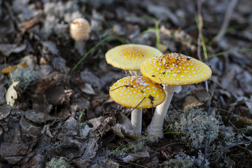 Red fly agaric, yellow, close-up. Amanita muscaria.
