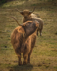 Shaggy long haired cattle