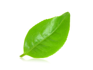 Fresh tea leaves on a white background