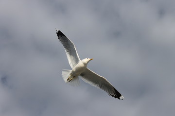 bird