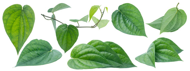 Green betel leaf isolated on the white background with clipping path. - obrazy, fototapety, plakaty