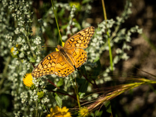 Variegated Fritillary Butterfly
