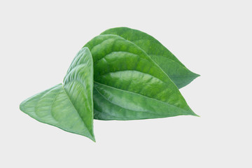 Green betel leaf isolated on the gary background with clipping path..