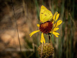 Yellow Butterfly on Yellow Flower