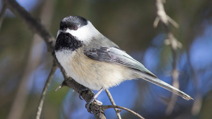 Sunbathing Chickadee