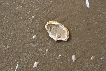 Shells and sand