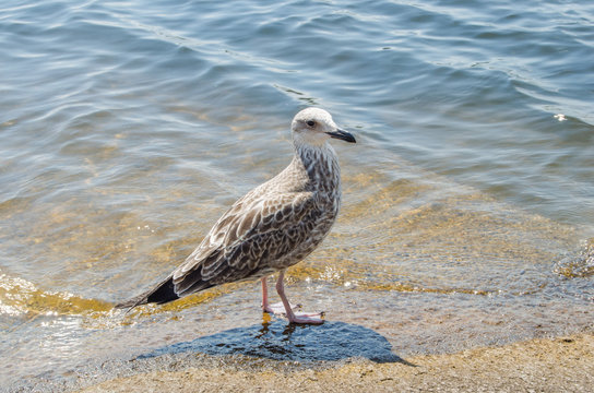 Seagull on the shore of a hot beach.Hot summer day.
