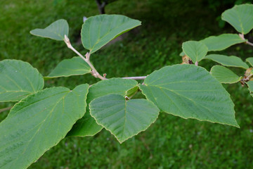 Hamamelis x intermedia, Nina