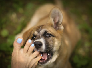 german shepherd puppy dog bite human bare foot