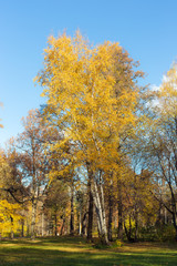 Obraz premium landscape with golden foliage