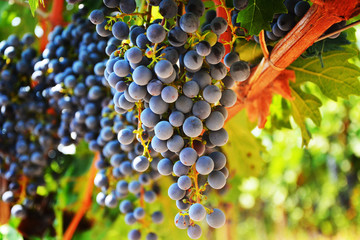 Large bunch of red wine grapes hang from a vine, warm. Ripe grapes with green leaves. Nature...