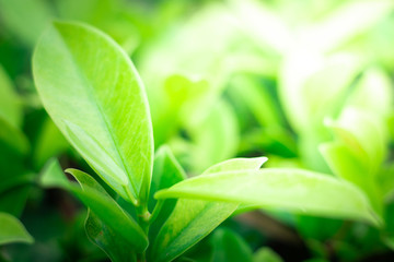 Closeup, Nature of green leaf in garden at summer under sunlight. Using as a background or wallpaper.