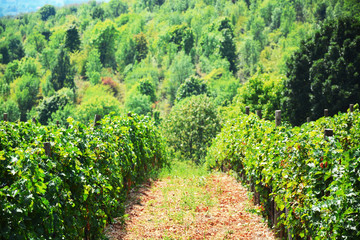 Vineyard and vines in the early summer, royal vineyard.Vineyard, nature landscapape

