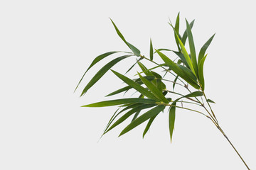 bamboo isolated on gray background with clipping path