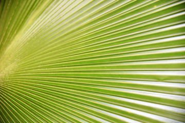 Obraz premium Palm leaves Green nature