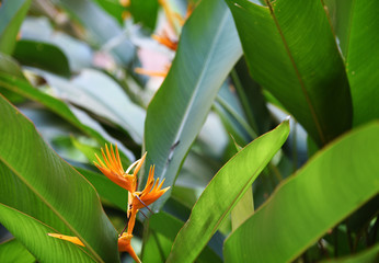 Orange flowers In the garden at home