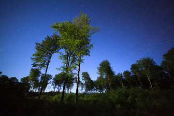 Nocne rozgwieżdżone niebo las Polska kaszuby © Dariusz