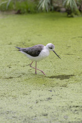 Avocet Recurvirostra avosetta foraging in the water.