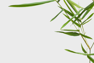 Fototapeta premium bamboo isolated on gray background with clipping path