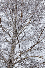 Snow on the branches of a tree