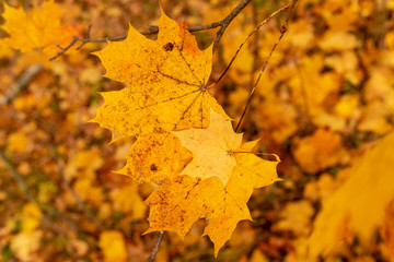 Leaves on a tree in autumn as a background