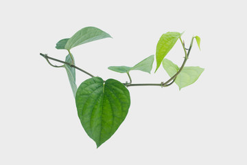 Green betel leaf isolated on the gary background with clipping path..