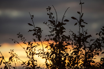 Tree branches with leaves at sunset as background