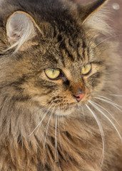 Portrait of a Maine Coon cat in nature