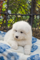 cute Samoyed puppy lies in an armchair in the yard