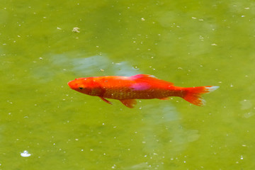 gold fish in the green water