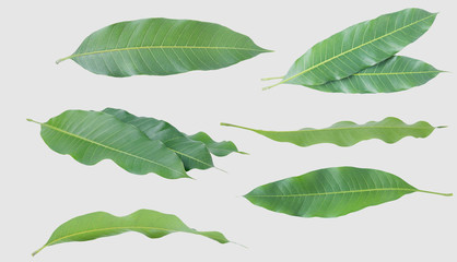 Green leaves of mango  isolated on gray background, clipping path