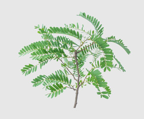 Tamarind leaves isolated on gray background with clipping path.