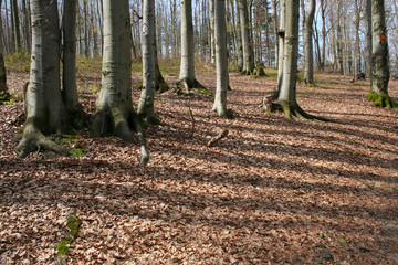 Fototapeta premium Brown leaves in the forest