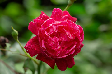 China rose (rosa chinensis) red flower closeup with dew drops - Davie, Florida, USA